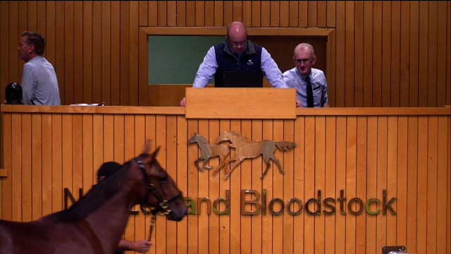 NZB Standardbred National Yearling Sale 2023 - Day-1 Lot 128 + Review Show pt 1