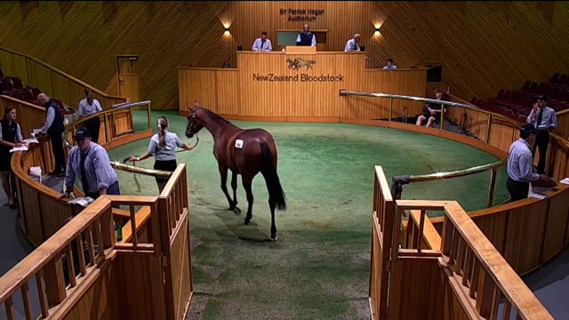 NZB Standardbred National Yearling Sale 2023 - Day-1 Lots 64 to 70