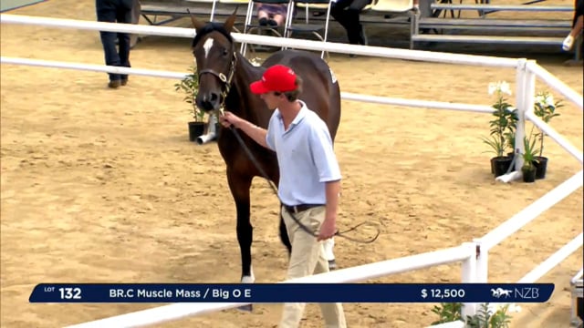 NZB Standardbred Yearling Sale Day-2 Preview Show pt 2 - Lots 131 to 138