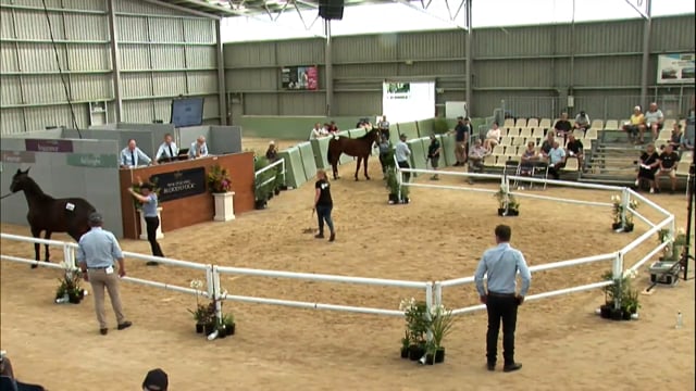 NZB Standardbred Yearling Sale Day 2 - Lots 145 to 153