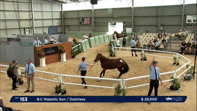 NZB Standardbred Yearling Sale Day 2 - Lots 153 to 161