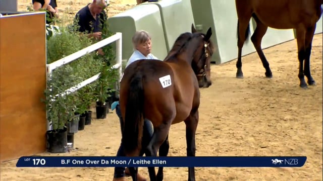 NZB Standardbred Yearling Sale 2023 - Day 2 Lots 170 to 177
