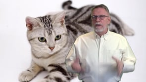 Watch Where your Vet Vaccinates your Cat