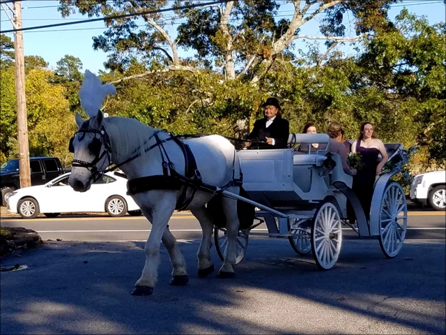 Horse Drawn Carriage Rides MA / Wedding Carriages / Wagon Rides