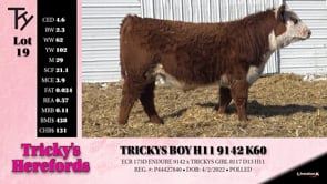 Lot #19 - TRICKYS BOY H11 9142 K60