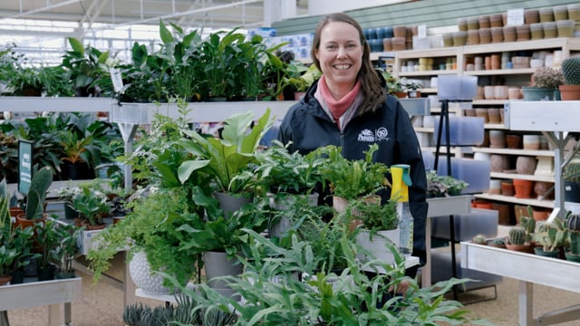 Fern Spotlight | How to Grow and Care for Indoor Ferns