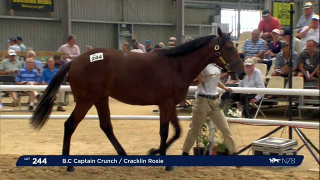 NZB Standardbred Yearling Sale 2023 - Day 3 lots 244 to 250