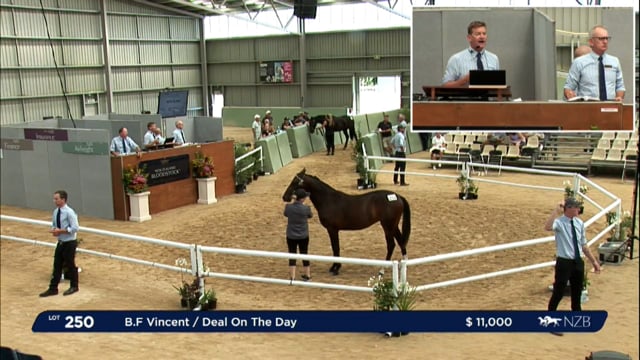 NZB Standardbred Yearling Sale 2023 - Day 3 lots 250 to 259
