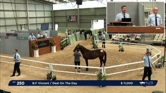NZB Standardbred Yearling Sale 2023 - Day 3 lots 250 to 259