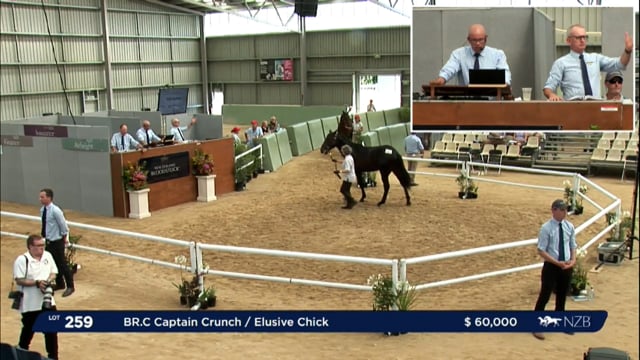 NZB Standardbred Yearling Sale 2023 - Day 3 lots 259 to 266