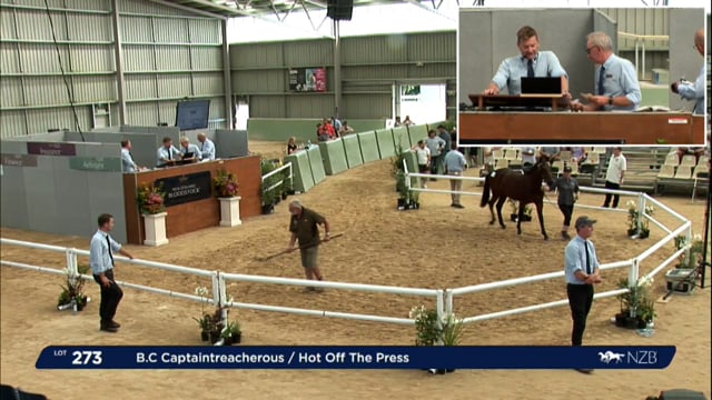 NZB Standardbred Yearling Sale 2023 - Day 3 lots 273 to 281