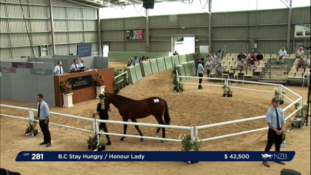 NZB Standardbred Yearling Sale 2023 - Day 3 lots 281 to 285