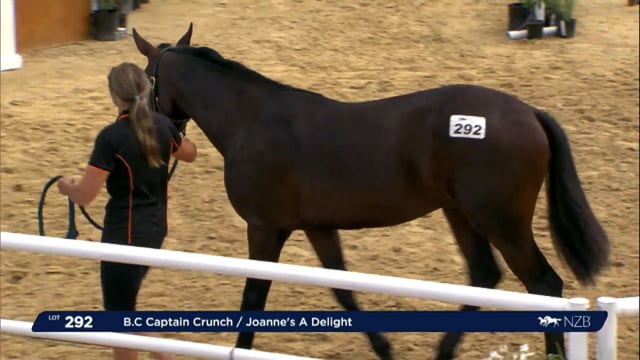 NZB Standardbred Yearling Sale 2023 - Day 3 lots 292 to 298