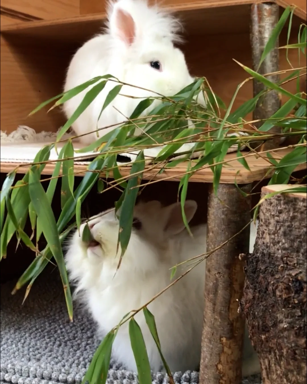 Bambus fr Kaninchen