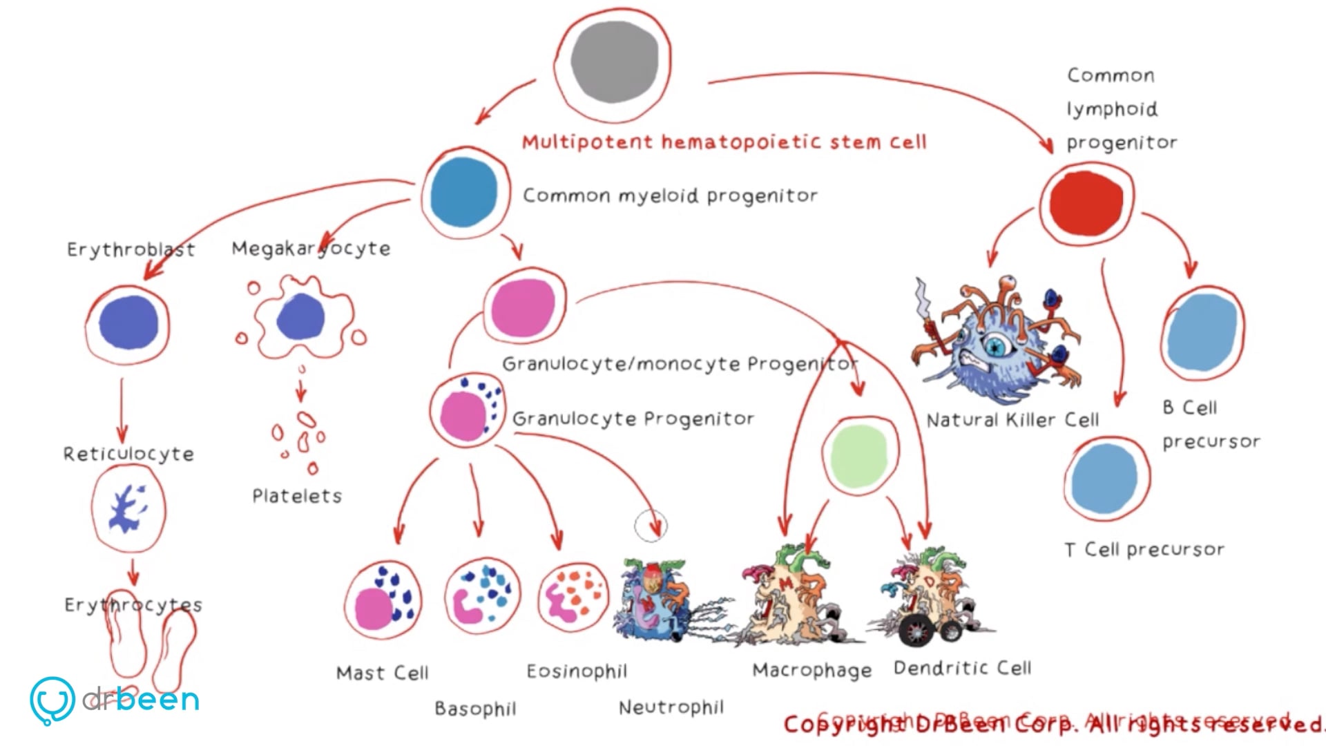 Natural Killer (NK) Cells