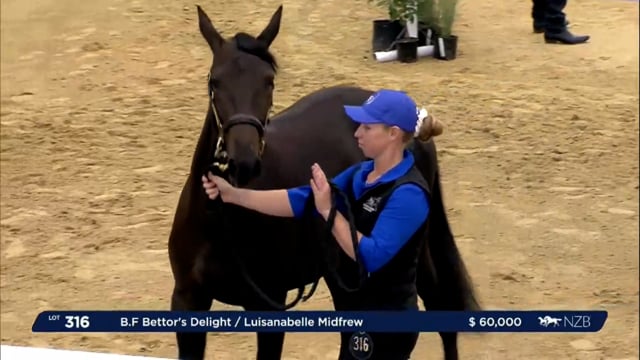 NZB Standardbred Yearling Sale 2023 - Day 4 lots 316 to 323