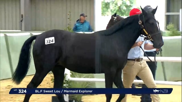 NZB Standardbred Yearling Sale 2023 - Day 4  lots 324 to 330