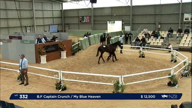 NZB Standardbred Yearling Sale 2023 - Day 4 lots 331 to 340