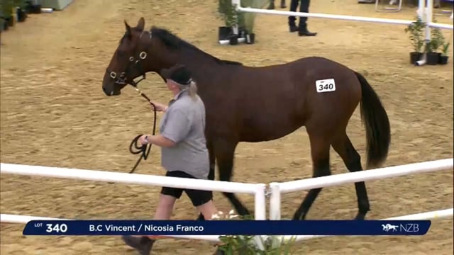 NZB Standardbred Yearling Sale 2023 - Day 4 lots 340 to 348