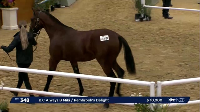 NZB Standardbred Yearling Sale 2023 - Day 4 lots 348 to 355