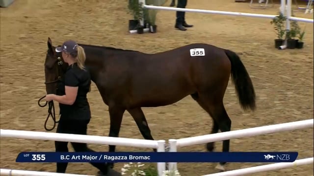 NZB Standardbred Yearling Sale 2023 - Day 4 Lots 355 to 361