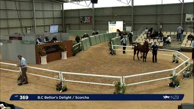 NZB Standardbred Yearling Sale 2023 - Day 4 Lots 369 to 375