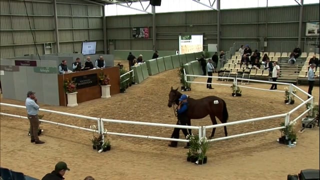 NZB Standardbred Yearling Sale 2023 - Day 4 Lots 376 to 382