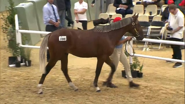 NZB Standardbred Yearling Sale 2023 - Day 4 Lots 396 to 405