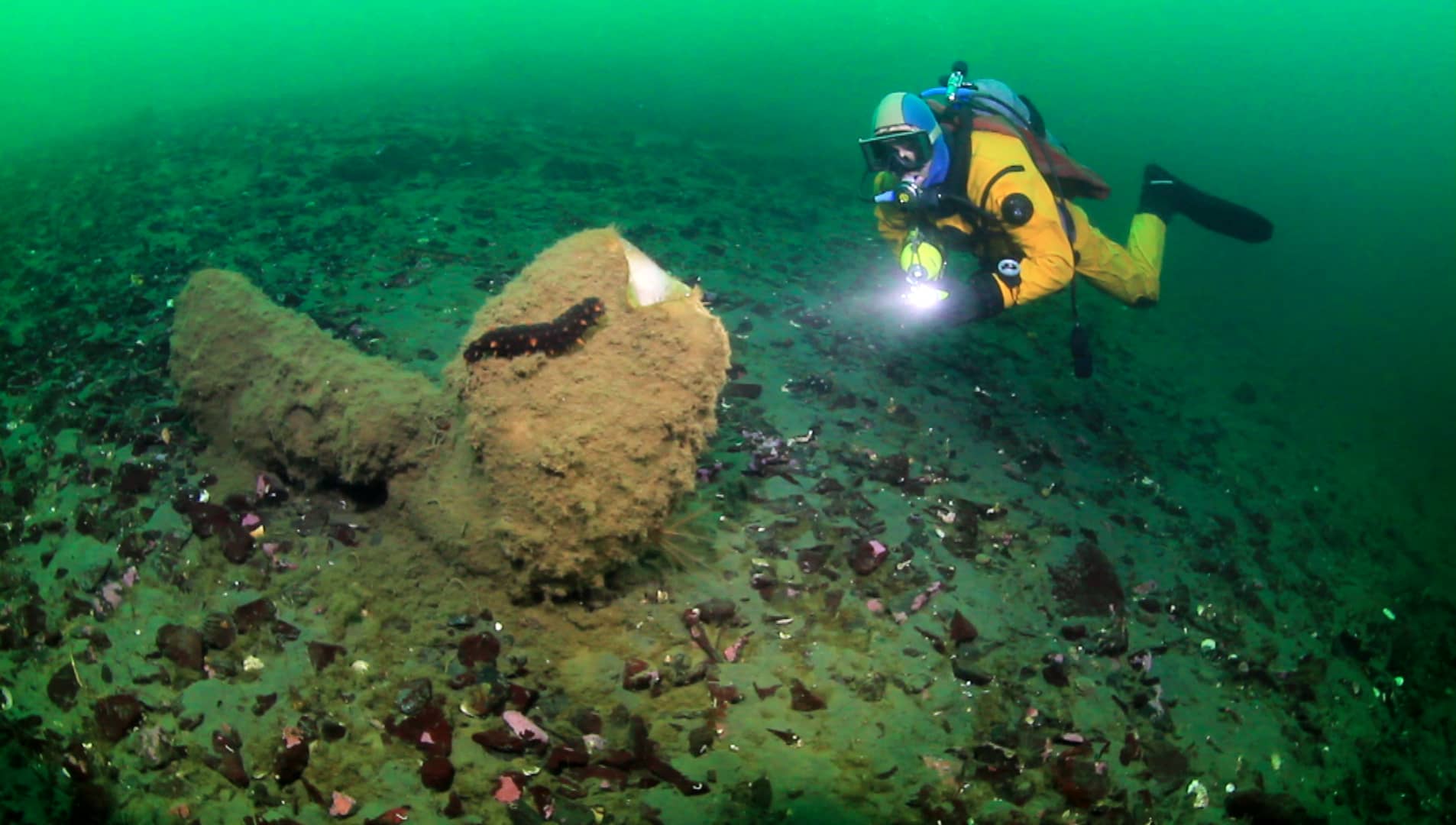 diving-at-bonito-crescent-nanoose-area-vancouver-island-on-vimeo