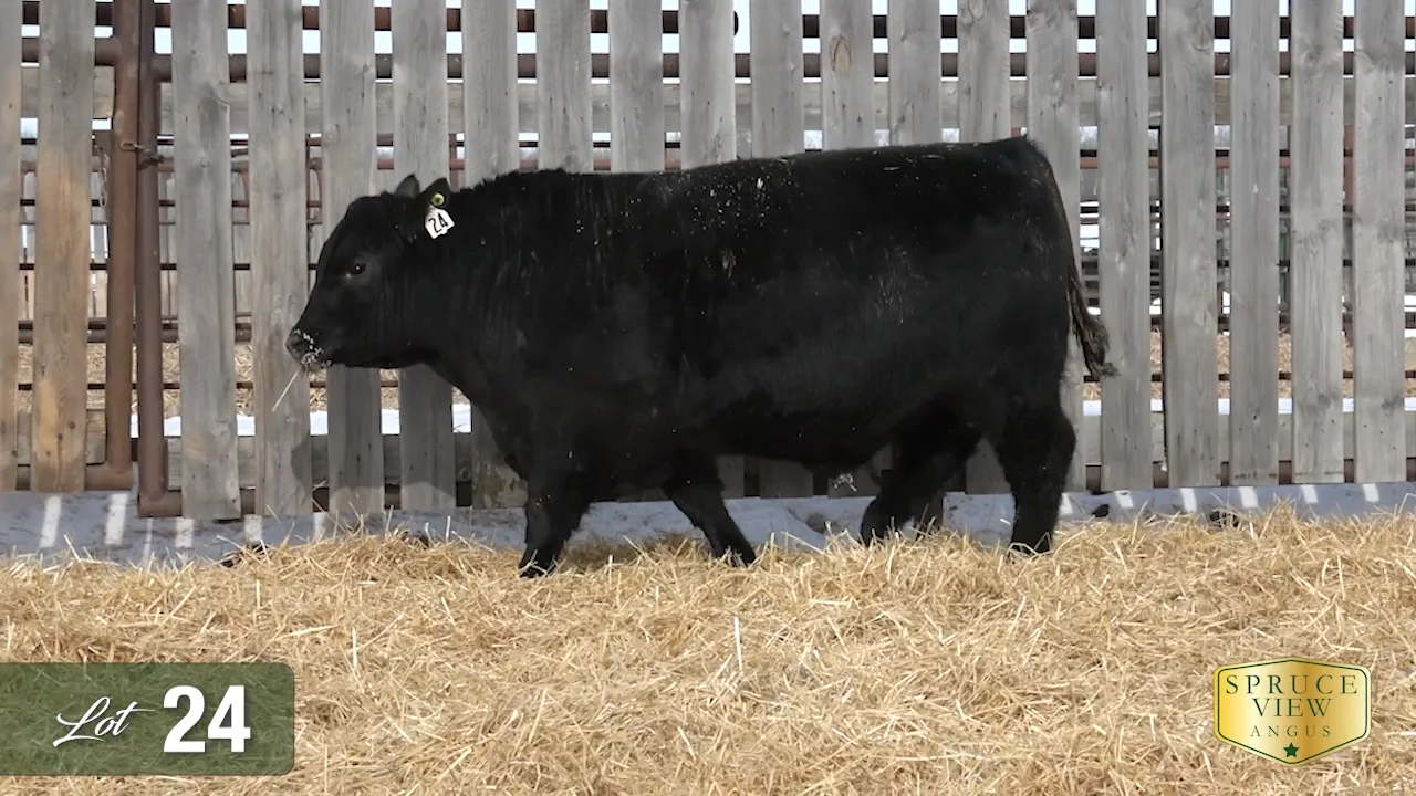 SpruceView_24.mp4 on Vimeo