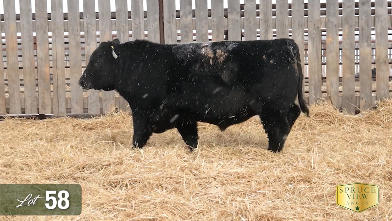 SpruceView_58.mp4 on Vimeo