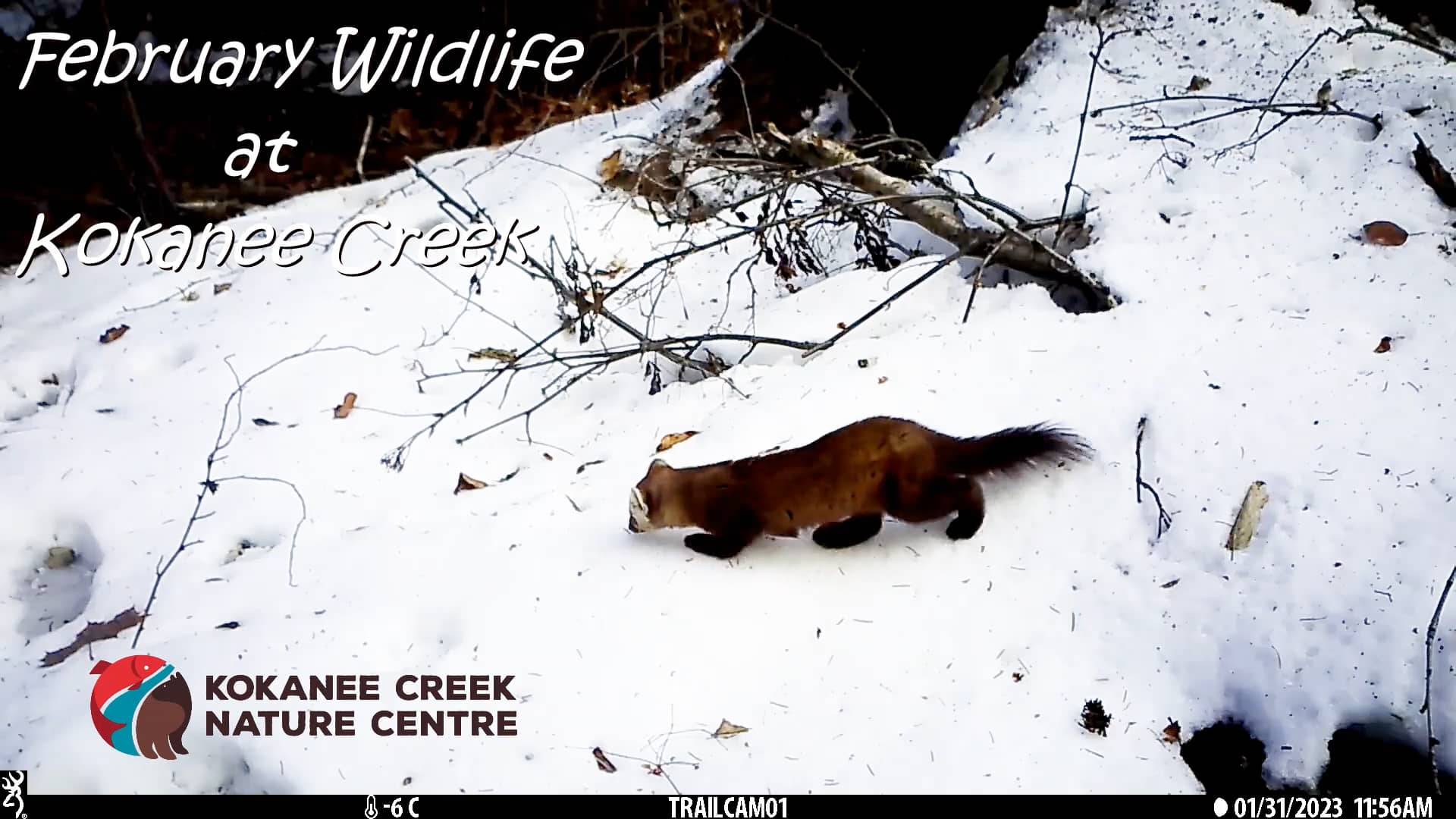february-wildlife-at-kokanee-creek-on-vimeo
