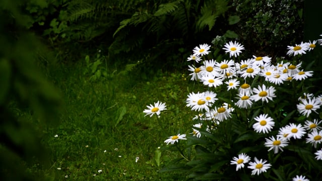 Flowers Rain Grass - Free video on Pixabay