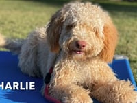 Mixed Breed - Charlie