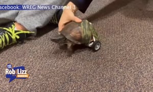 Lego Wheelchair for Turtle