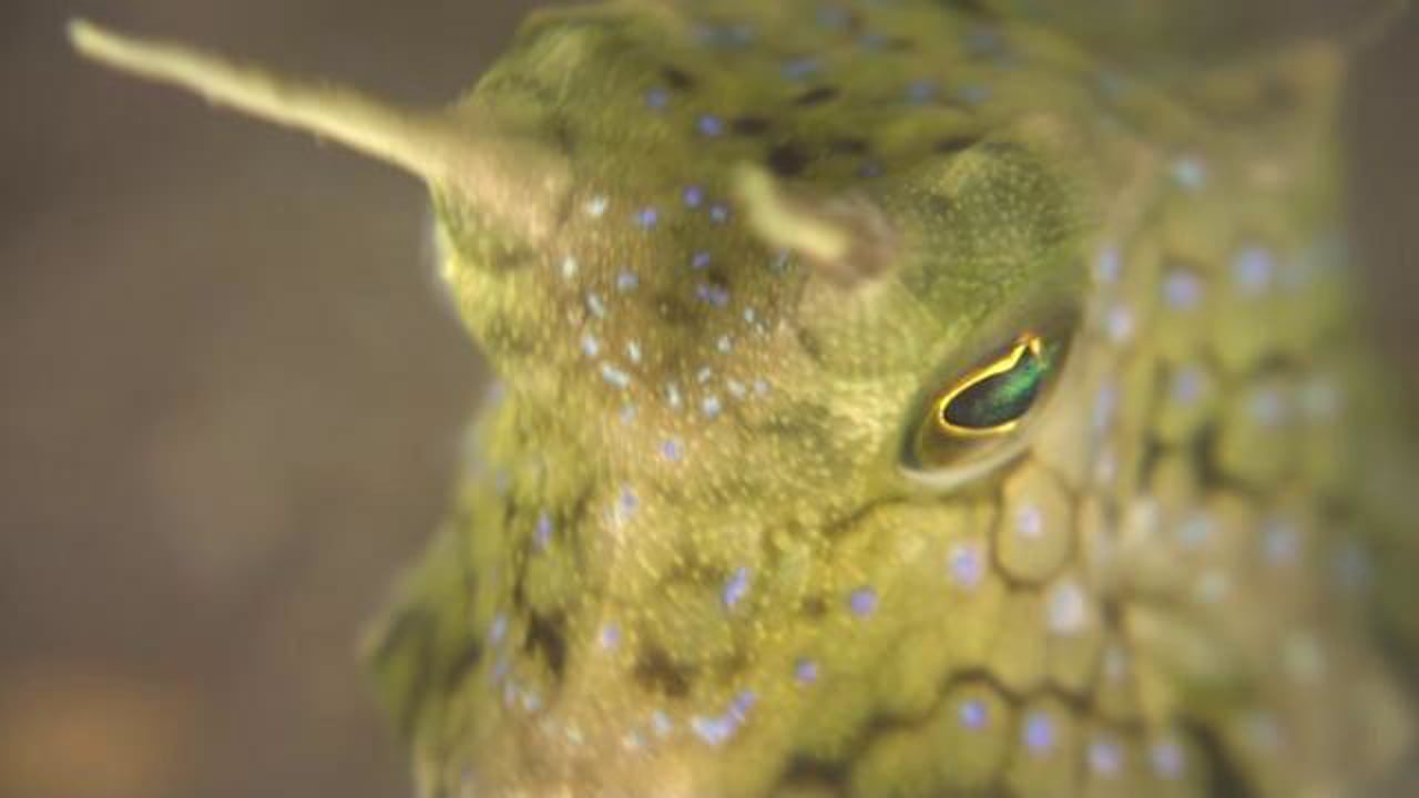Longhorn Cowfish
