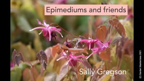 Sally Gregson - Epimediums and Friends