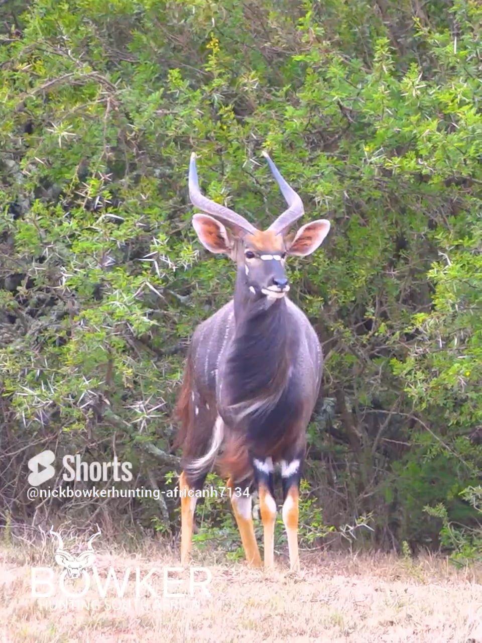 Review - Nick Bowker Hunting (2) on Vimeo