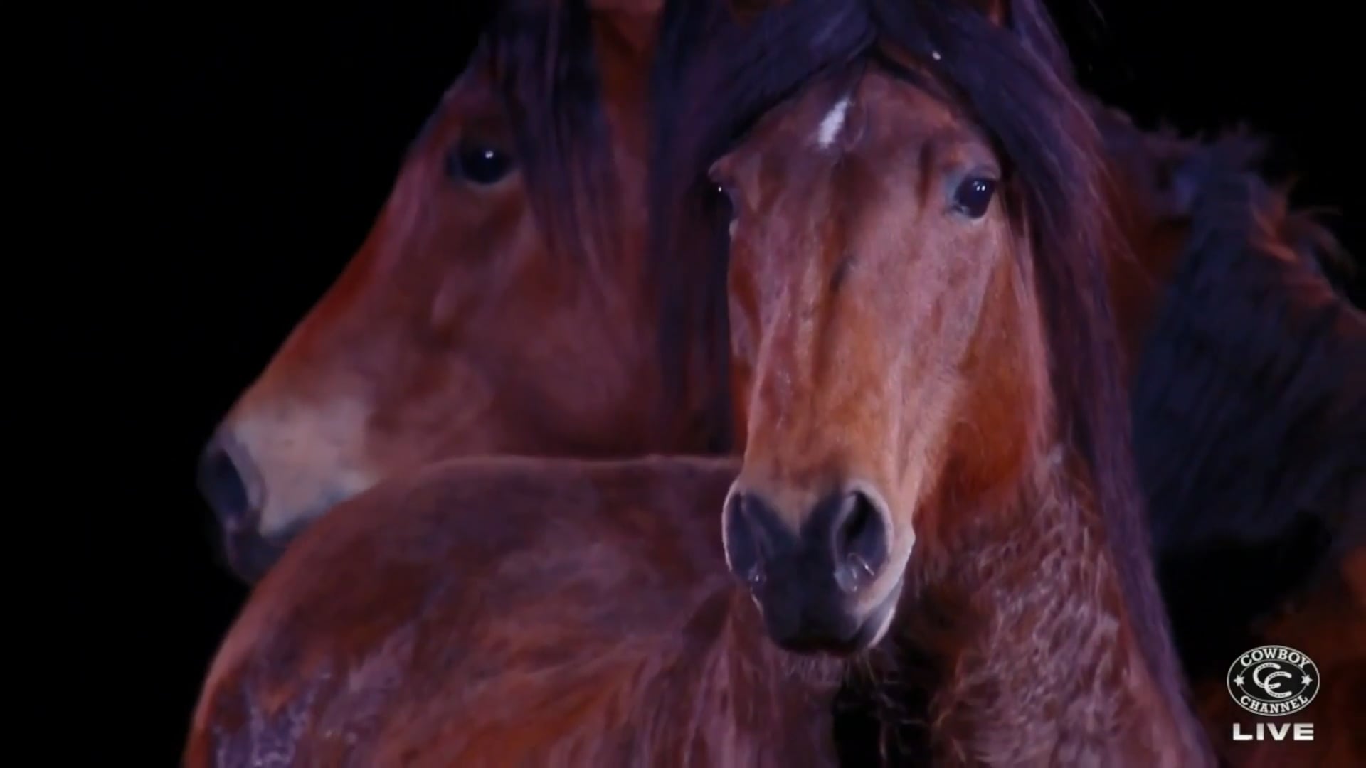 Rodeo Houston - Watch It Live On The Cowboy Channel on Vimeo