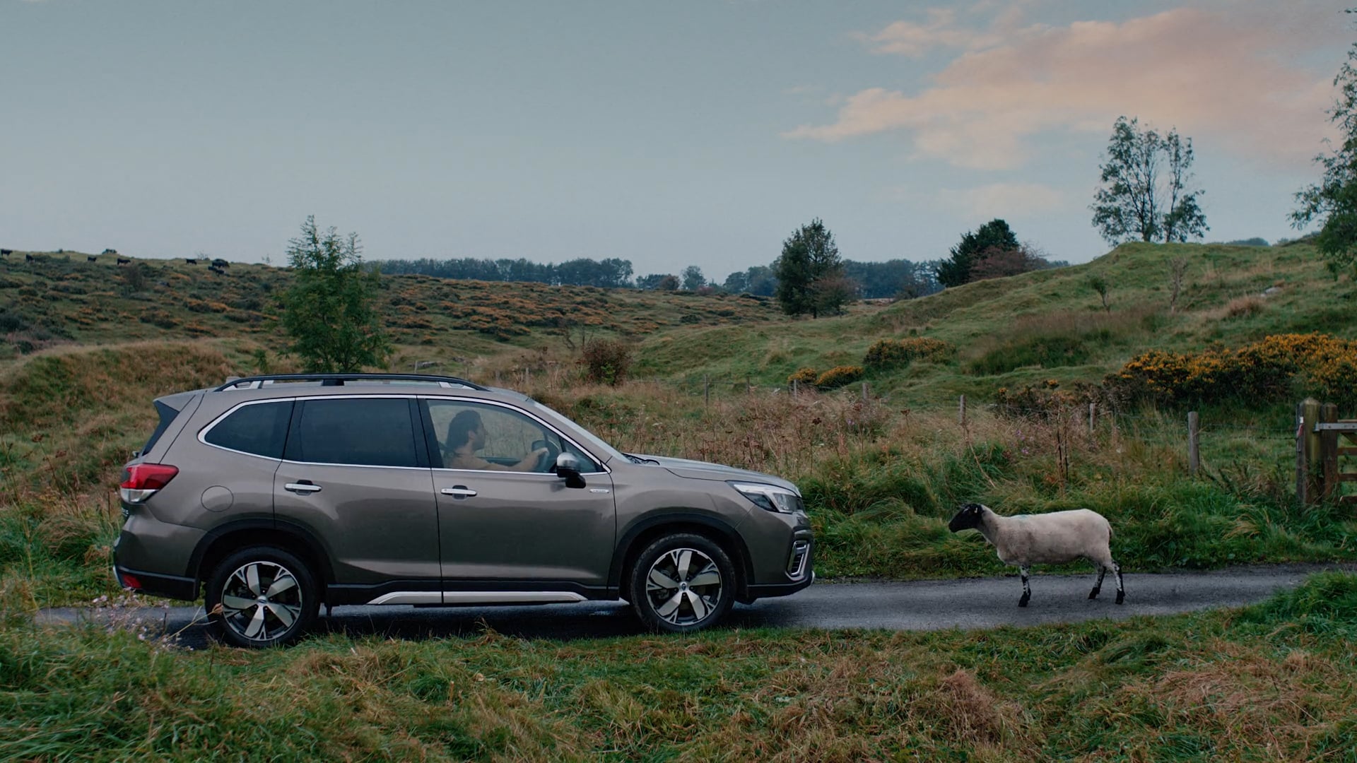 Subaru | Sheep Life