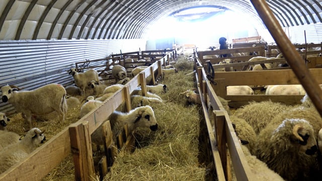 Sheep Lambs Sheepfold Free Stock Video - Pixabay