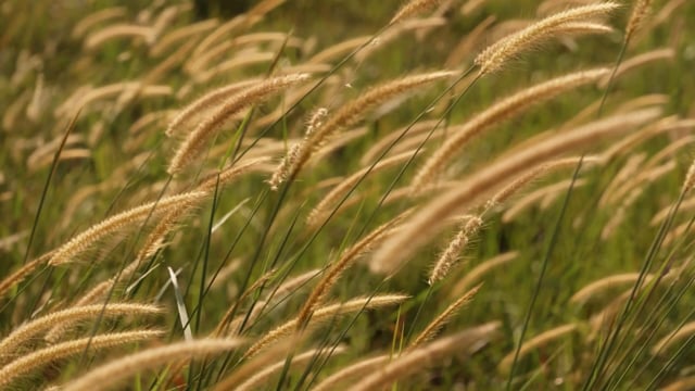 Reeds, Grass, Wind, Golden Sunshine