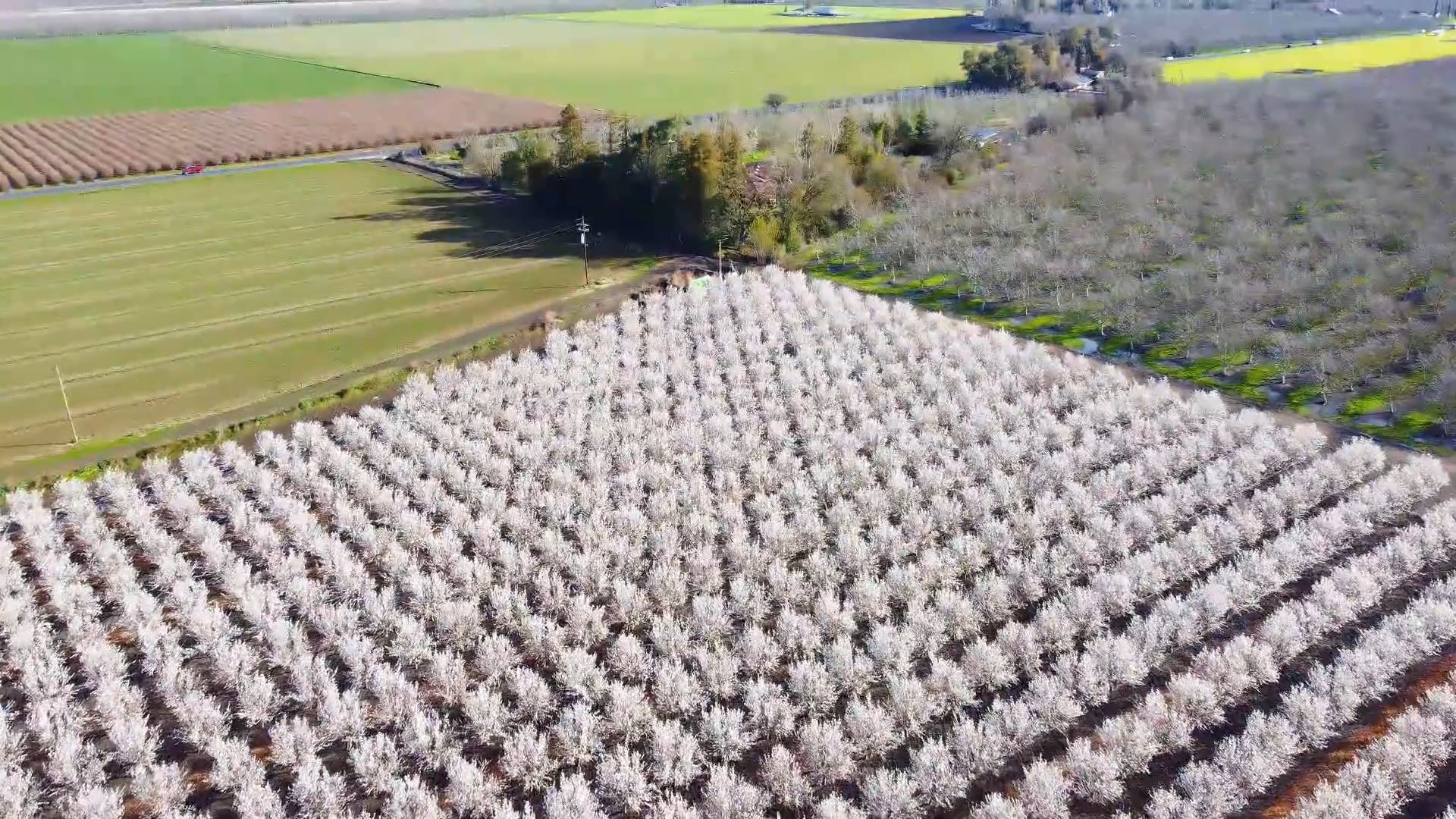Morada, California Orchard Flyover March 2 2023 on Vimeo