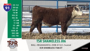 Lot #91 - TSR SHAMELESS J06