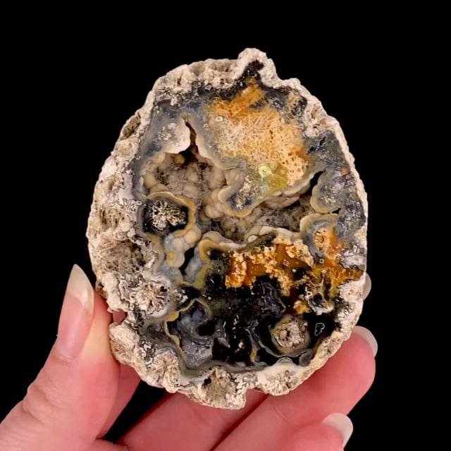 Agatized Coral (fossil/pseudomorph)