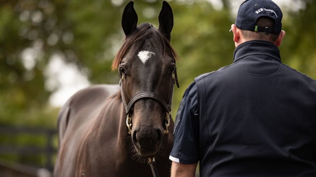 2023 Inglis Premier Sale Preview