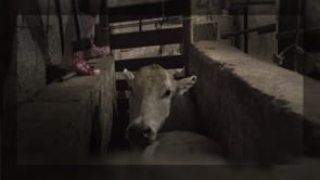 Matadero Clandestino de Brasil