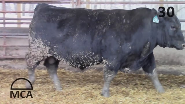 Bulls on Test - KB ANGUS