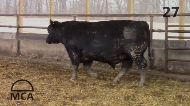 Bulls on Test - KB ANGUS
