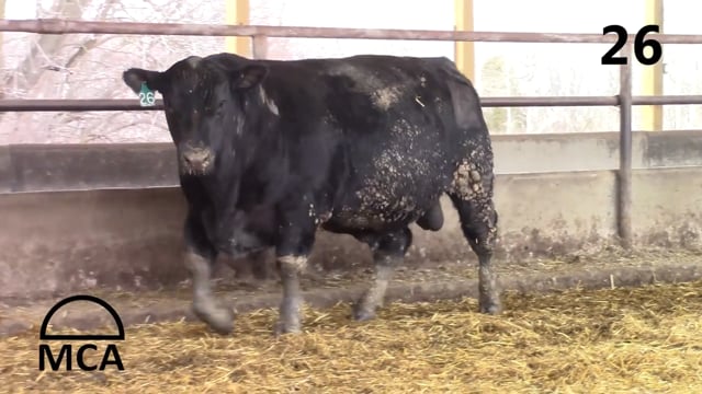 Bulls on Test - KB ANGUS